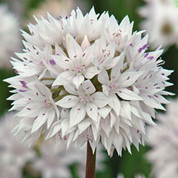 Allium Amplectens 'Graceful Beauty'